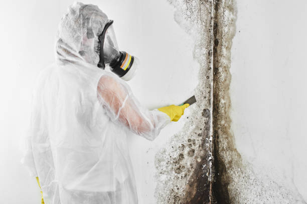 Best Mold Testing  in Clearlake, CA
