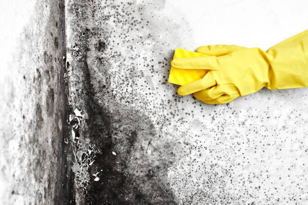 Home Mold Removal in Clearlake, CA