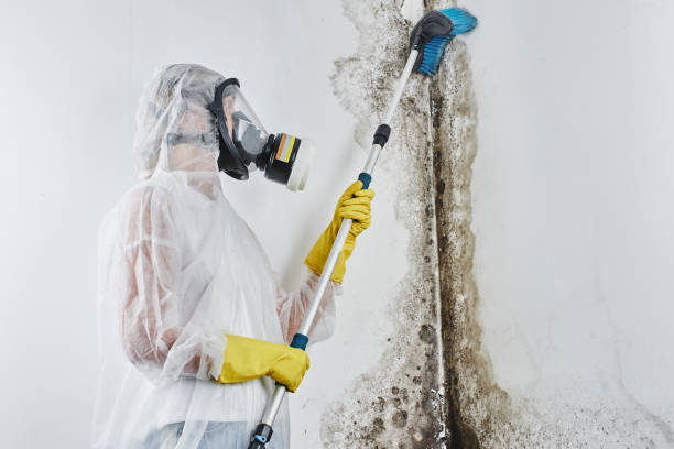 Best Home Mold Removal  in Clearlake, CA