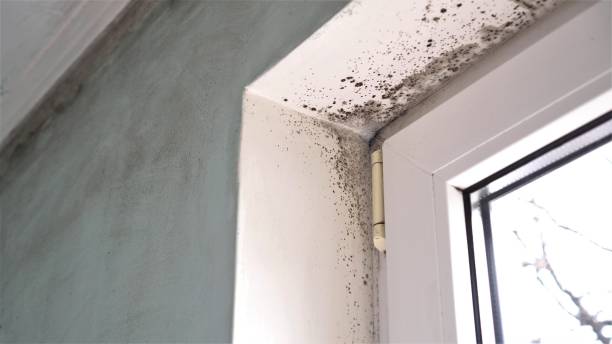 Best Mold Testing  in Clearlake, CA