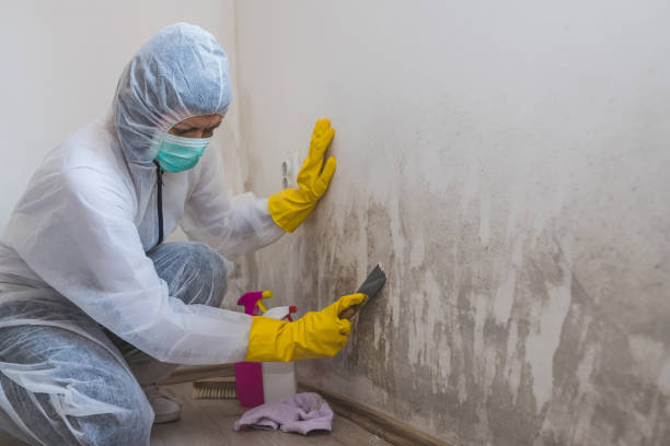 Best Mold Damage Repair  in Clearlake, CA