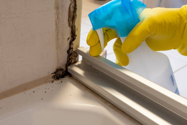 Mold Removal and Inspection in Clearlake, CA