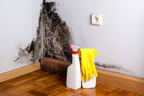 Best Mold Remediation  in Clearlake, CA