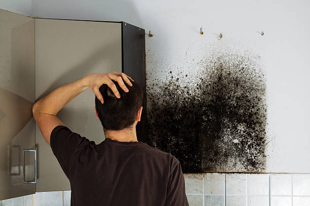 Best Local Mold Removal Service  in Clearlake, CA
