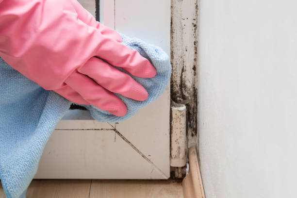 Trusted Clearlake, CA Mold Removal Experts