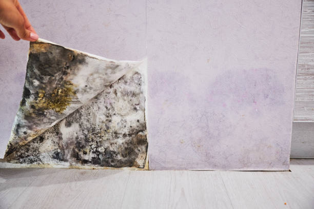 Best Same-Day Mold Removal  in Clearlake, CA